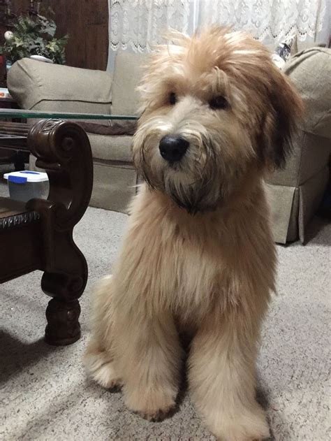 Soft coat wheaten terrier. Things To Know About Soft coat wheaten terrier. 